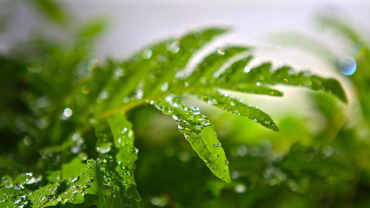 欧盟推出CBAM碳边境调节机制的主要原因是什么