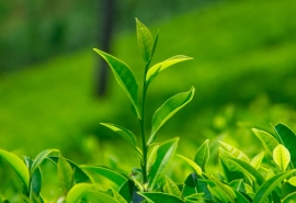 消费品行业如何提升Ecovadis评级具体改进措施